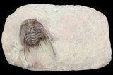 Spiny Leonaspis Trilobite From Morocco #75475-2